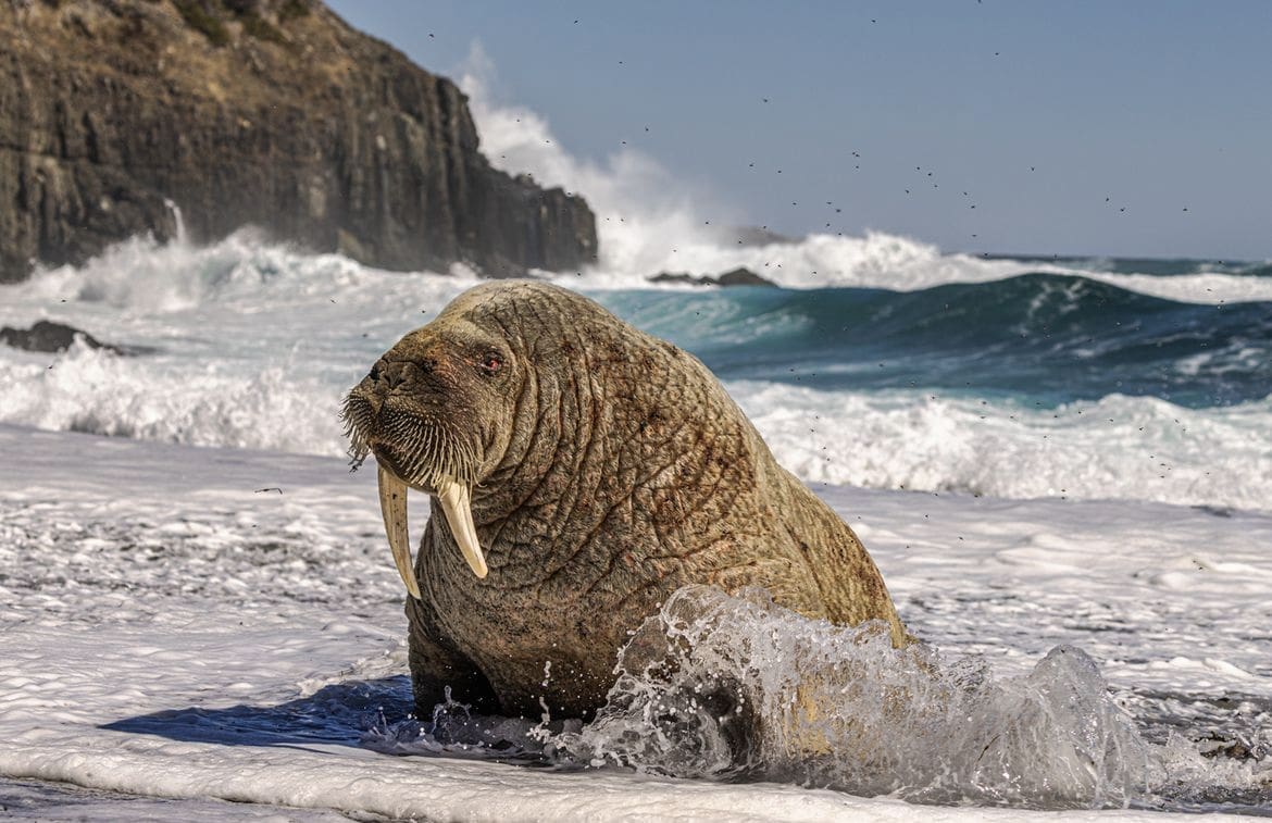 wildlife on the beach in Canada